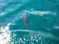 Dusky Dolphin in Kaikoura New Zealand 4