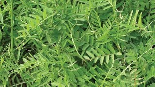 Cover Crops