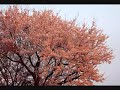 shela - sakura shela - sakura