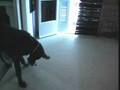 Canis - The Blue Great Dane