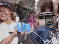 APAQRO, Asociaci�n Protectora de Animales de Quer�taro, A.C.