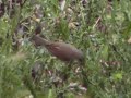 Luscinia megarhynchos - bulbul Luscinia megarhynchos - bulbul