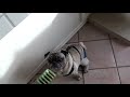 Roy Loves His Greenies