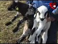 Miei-meti-i-la-Sibiu