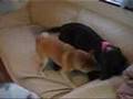 チョコラブnana&柴犬ひな&セントバーナード桃子
