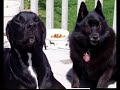 Animals Have Talent Animals Have Talent