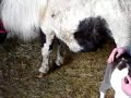 Little Gem with our first foal 2008