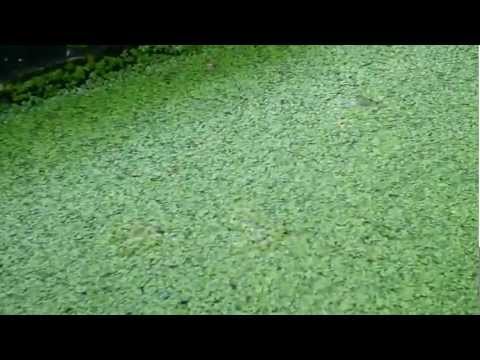 how to fertilize duckweed