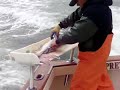 FILET O FISH
