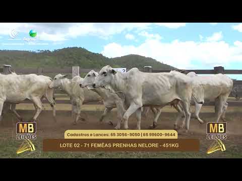 548� LEIL�O VIRTUAL MB LEIL�ES