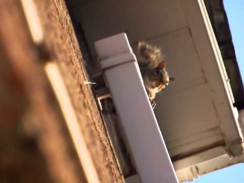 how to stop squirrels climbing drain pipes