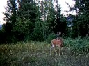 game cam