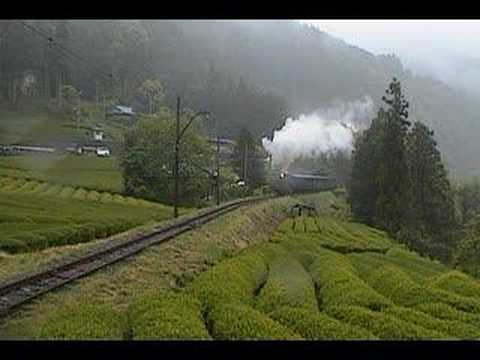 横郷の茶畑　C11通過