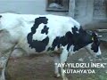 Ay-y?ld?zl? inek Ay-y?ld?zl? inek