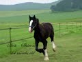 Shire colt kicking up his heels Shire colt kicking up his heels