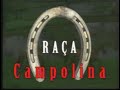 Cavalo Campolina - Brazilian Gaited Horse