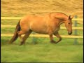 Cavalo Campolina - Brazilian Gaited Horse Cavalo Campolina - Brazilian Gaited Horse