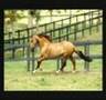 Cavalo Campolina - Brazilian Gaited Horse
