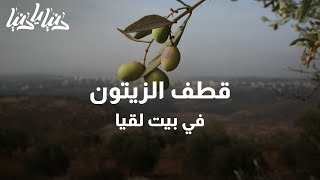 موسم قطف الزيتون في بلدة بيت لقيا - دنيا يا دنيا #قطف_الزيتون موسم قطف الزيتون في بلدة بيت لقيا - دنيا يا دنيا #قطف_الزيتون