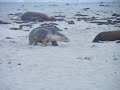 Random Seal Walking at K.I Good Footage!