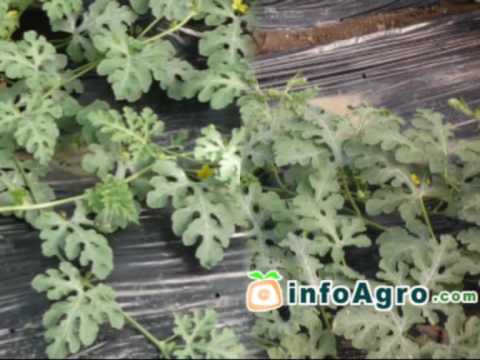 siembra de sandia - En este vídeo, sobre cómo cultivar la sandía, el espectador puede observar las principales etapas del cultivo de la sandía. La sandía también es conocida com...