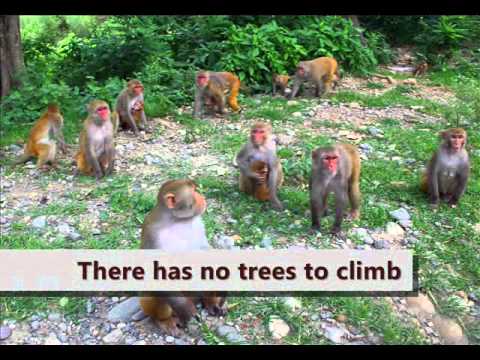 animals in danger because of deforestation animals in danger because of deforestation