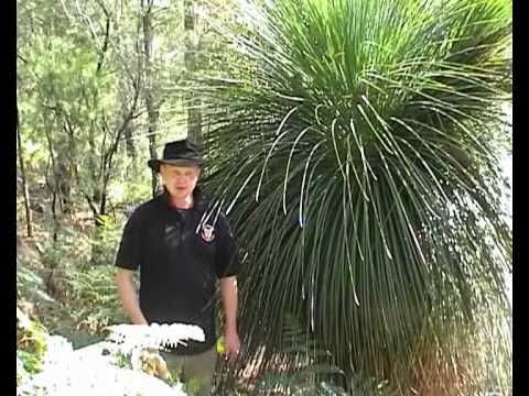 how to care for xanthorrhoea