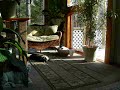 4 cats fast motion afternoon naping hadits.