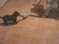 Salchicha video
