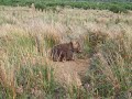 wombat