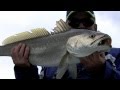 Holiday Jewfish