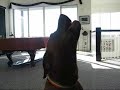 Who let the dogs out? Who let the dogs out?