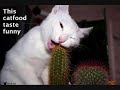 lolcat lolcat