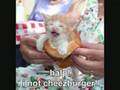 lolcat
