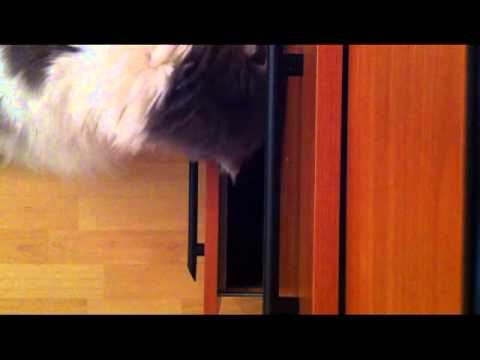 Kater Tom und der Katzensnack