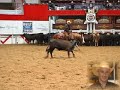 2007 NCHA Derby Open Champion