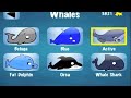 Beach Whale Videos