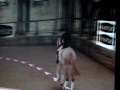 Horsez 8