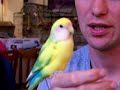 Lovebird Breeder Steps-Up Lovebird Breeder Steps-Up
