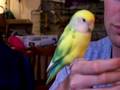 Lovebird Breeder Steps-Up