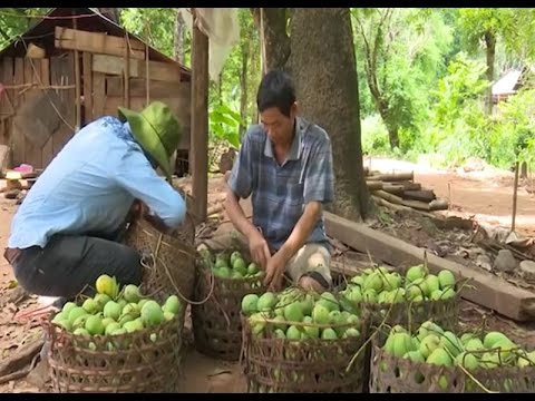 Sơn La đẩy mạnh xúc tiến thương mại, nghiên cứu thị trường tiêu thụ nông sản 