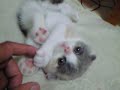 cotton 2