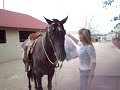 Pepper Appaloosa gelding Pepper Appaloosa gelding
