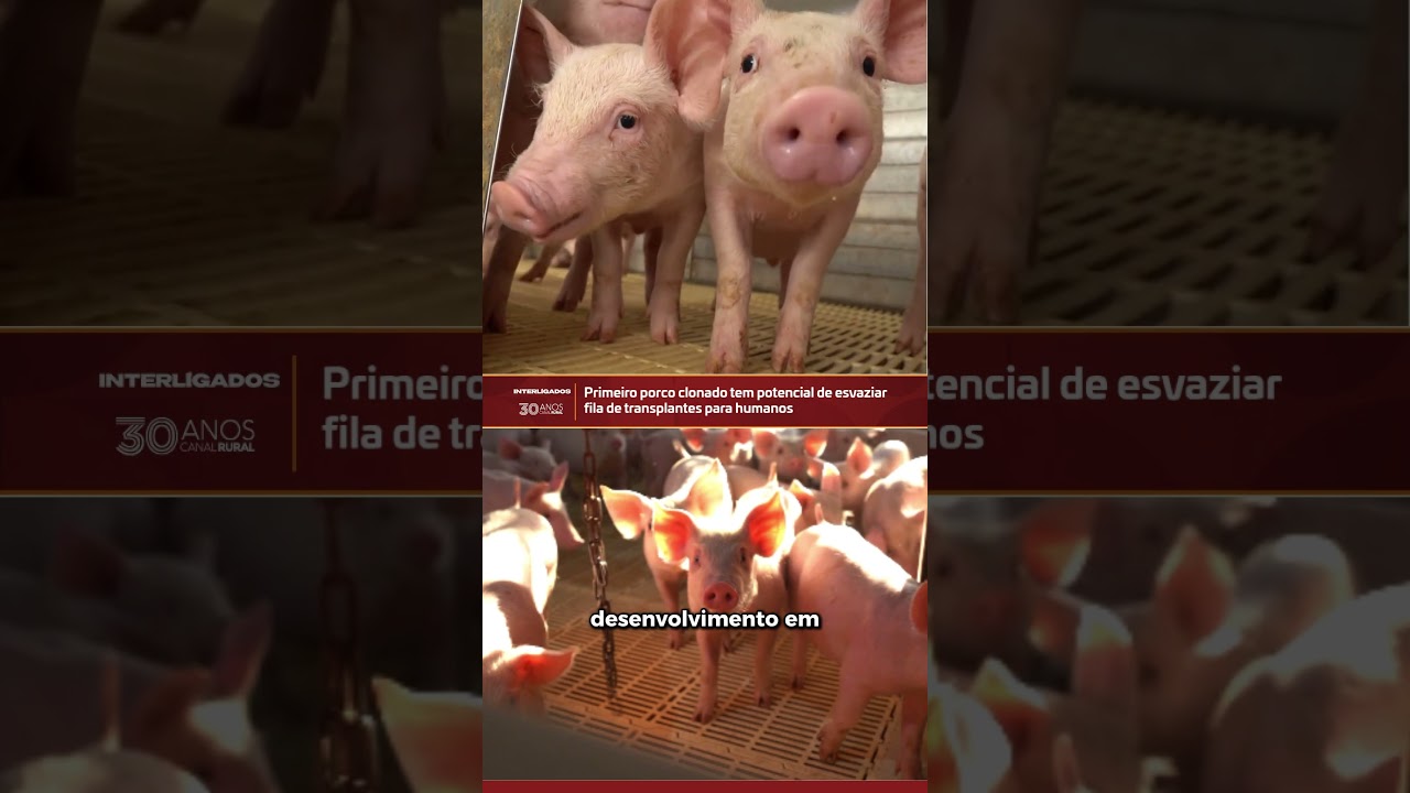 Primeiro porco clonado tem potencial de esvaziar fila de transplantes para humanos