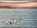 S.Kochisar.. S.Kochisar..