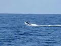 Pesca Deportiva En Acapulco. Pez Vela Marlin Mexico Pesca Deportiva En Acapulco. Pez Vela Marlin Mexico
