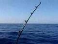 Pesca Deportiva En Acapulco. Pez Vela Marlin Mexico