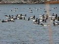 Brant Brant