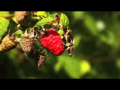 how to grow raspberries in bc