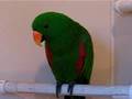 Jake Male Eclectus